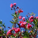 제주 하연 이미지