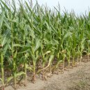 원리영농조합 이미지