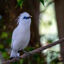 발리미나 [댕기흰찌르레기, 발리흰찌르레기, Bali myna (Leucopsar rothschildi)] 이미지