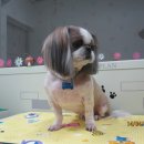 복슬 강아지미용실 이미지