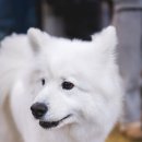 행복하개키울고양 네이버블로그
