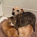 천사강아지 이미지