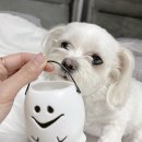 메리앤래리 | 강아지수제간식 대구 메리앤래리에서 쿠키와 치즈볼후기