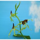 clamshell orchid,cockleshell orchid &프로스테키아 코클레아타 이미지