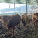 으뜸한우 농장 이미지