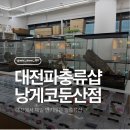 6175 | 둔산동파충류샵 끝판왕… 낭게코 둔산점 갔다가 통장 털리고 온 솔직 후기