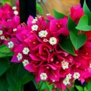 카사비앙카 이미지