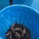 한솔장어전문점 이미지