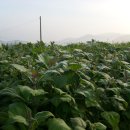 (주)서삼 이미지