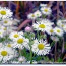 사랑이야기 이미지