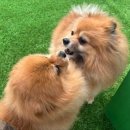멍치원 이미지