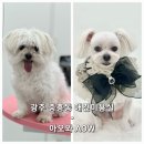 AOW(아오와) | [리뷰] 광주 중흥동 애견미용실 아오와 AOW 말티즈 미용 후기