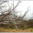 축제(동양화) 이미지