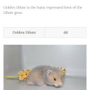 골든햄스터분양 탬펫 강남점 이미지