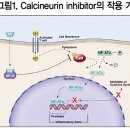 중등증 이상의 2차 치료제, 도포량 조절해야 타크롤리무스 연고(Tacrolimus ointment) 이미지