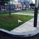 옥여사마늘통닭 이미지