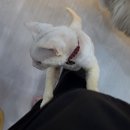 이든캣 | 오창 고양이카페 캣플방문후기