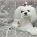 프린세스 말티즈 이미지