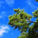 상록수(Evergreen) 이미지