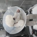다란동물병원 | 동물병원 수의테크니션 면접시 도움된 취업 자격증! 고졸도 취업해요