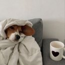 발편한동물병원 이미지