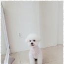 뽀송이네 펫살롱 이미지