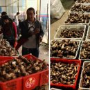 송이만찬 이미지