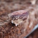 하정농장 이미지