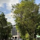 이가 차이나 | 여행 #3]12월 싱가포르 3박 4일 여행 후기, 송파바쿠테, 차이나타운, 불아사, 멀라이언, TWG, 하지 레인...