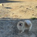 복돌이애견 이미지