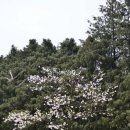 남산공원 이미지