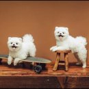 헬로우 독 이미지