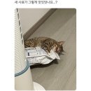 새 사료가 맛있었던 고양이 이미지