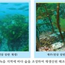 바다;숲 이미지