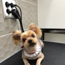 대치수동물병원 이미지