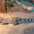 양서·파충류생태공원 아나콘다관 이미지