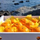 해풍농장 이미지