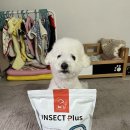 강아지알러지사료 엉클홈 비 인섹트 플러스 후기!