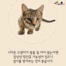 잠꾸러기 이미지
