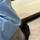 Hi 댕댕 이미지