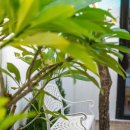 풀빌라Y | ▶ 다낭 풀빌라 추천｜다낭 풀빌라 추천 미케비치 5분 감성 숙소| 3룸 개인 수영장 + BBQ 풀빌라 후기