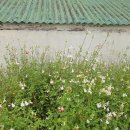 타베니스테이 이미지