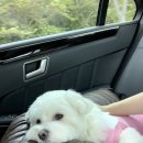 실베네집 이미지