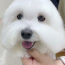 마릴린펫 이미지