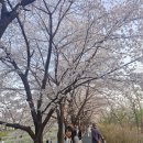 [맛집]양재시민의숲&amp;꼬미다큐큐큐_250411 이미지