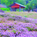 4만 평 소나무 숲·수국·알파카까지 한곳에 있는 정원(경상북도 칠곡 가산수피아) 이미지