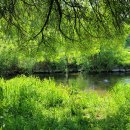 초록풍경 이미지