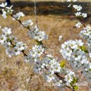 싸리마루 이미지