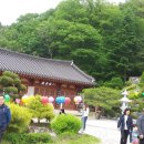 영산법화사 Daum카페