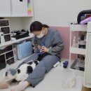 로얄캣 | 아이들과 교감하며 미용 흰돌이 미용 후기 로얄캣